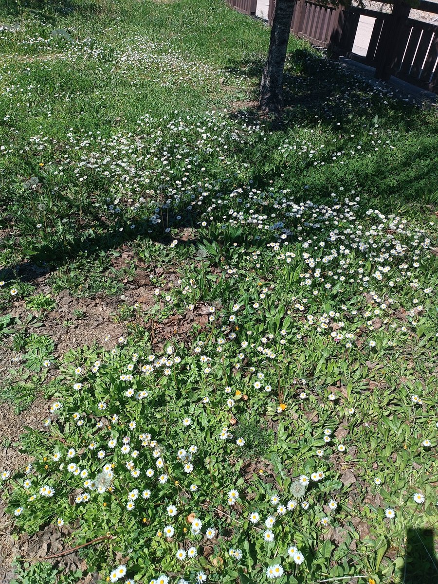 Bütün çiçekler senin olsun