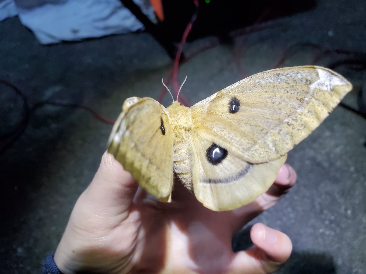 ちゃんMEG tweet media