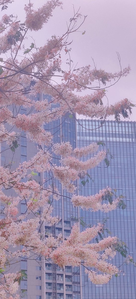 shawkai18's tweet photo. 花旗木（又名爪哇决明Cassia javanica L.），确实漂亮 ——远眺绯云天边叠，近觑粉蝶枝头舞。
不愧为泰国樱的称号！
清明时节，两广地区已提早入夏，同时进入汛期，多雨潮湿闷热已统治每个角度。
普通的樱花🌸早在春节前已落败，要看樱花只能看看这泰国樱。 https://t.co/UkMR4VObiD
