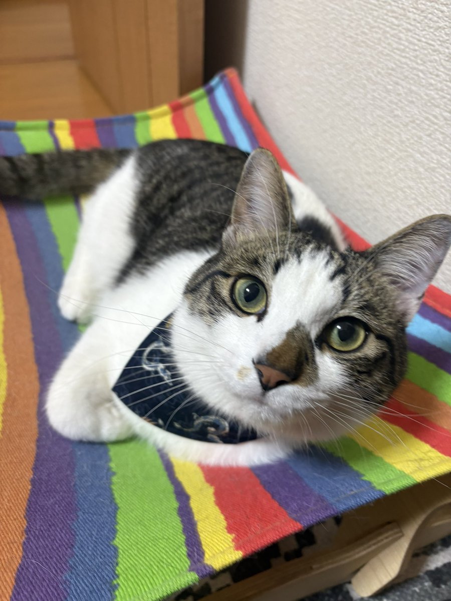 べろぺろね tweet media