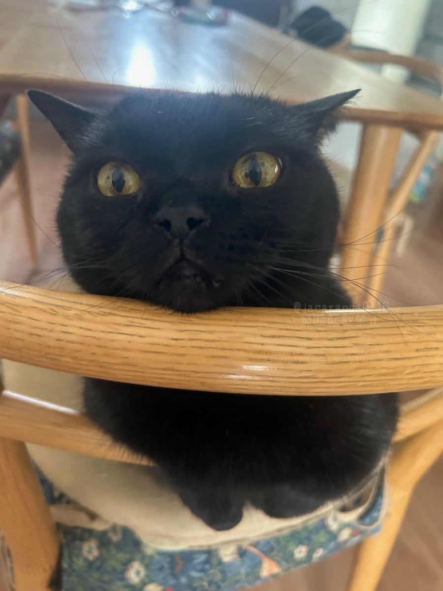 唐草ミチル tweet media