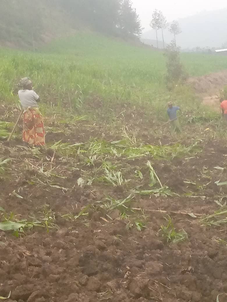 Umurerwa Chall tweet media