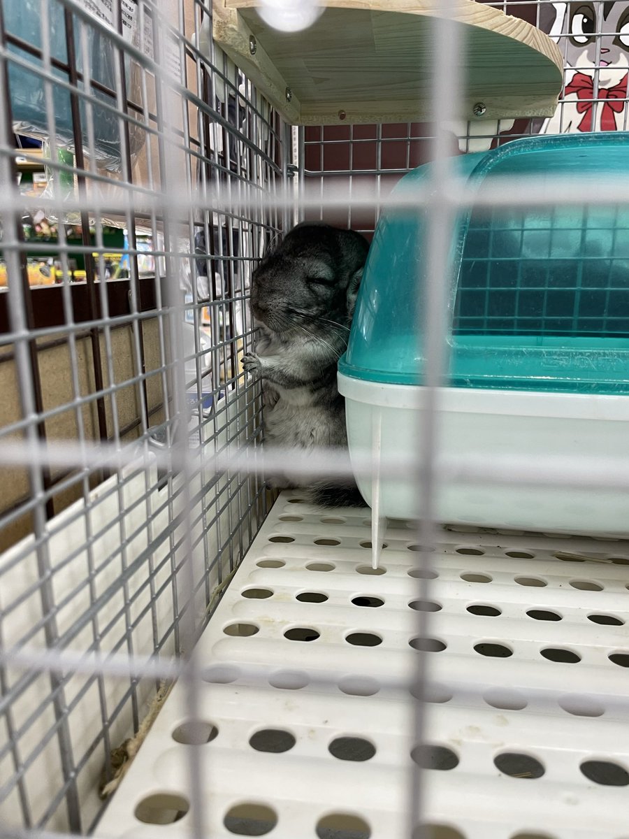 初対面あんみつ