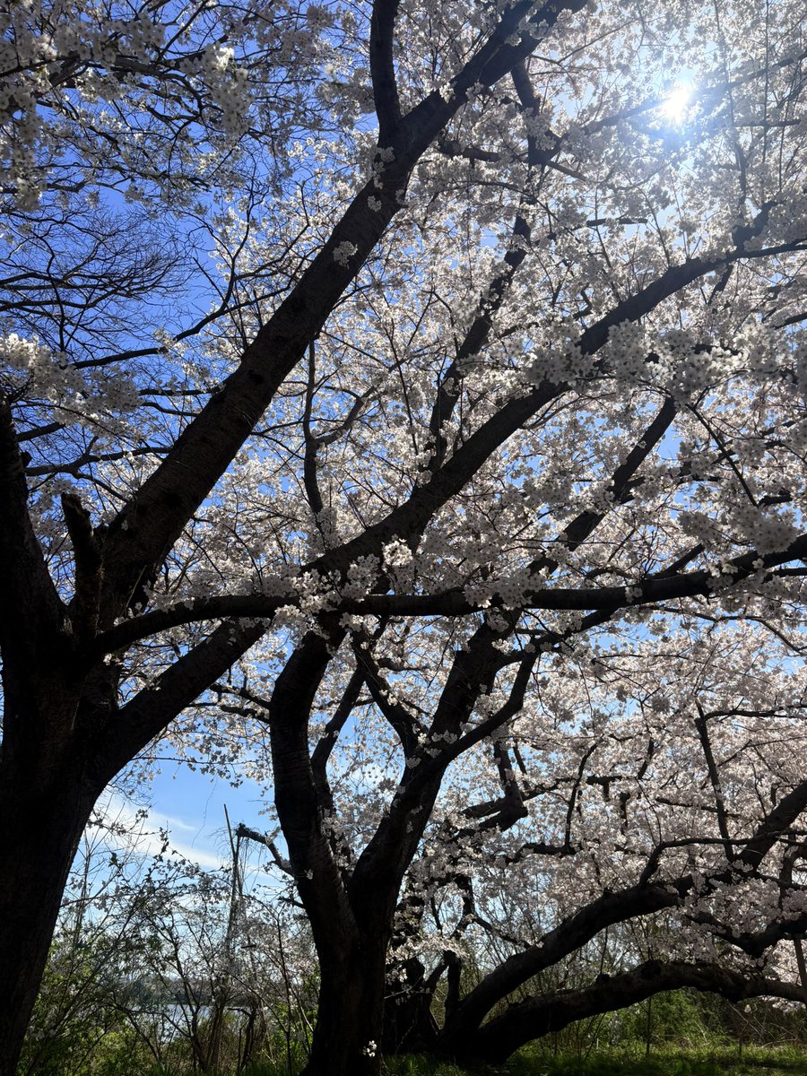 cappuccino_txt tweet media