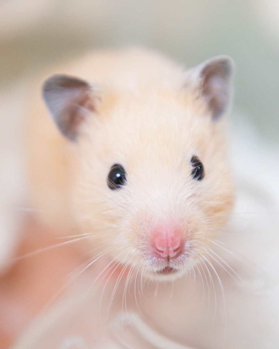 おてだま tweet media