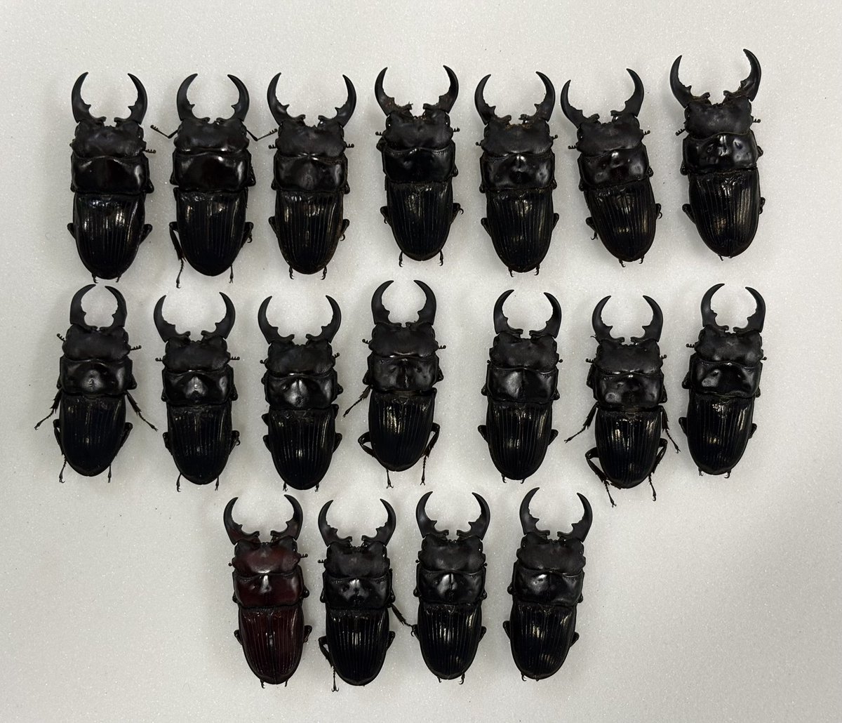 35㍉upミンダナオネブト祭り🏮

半年でこれ出るんだから皆やろうよ！ね？
さぁさぁ一緒に(-人-)ｱｴｰｸﾞｽ(-人-)