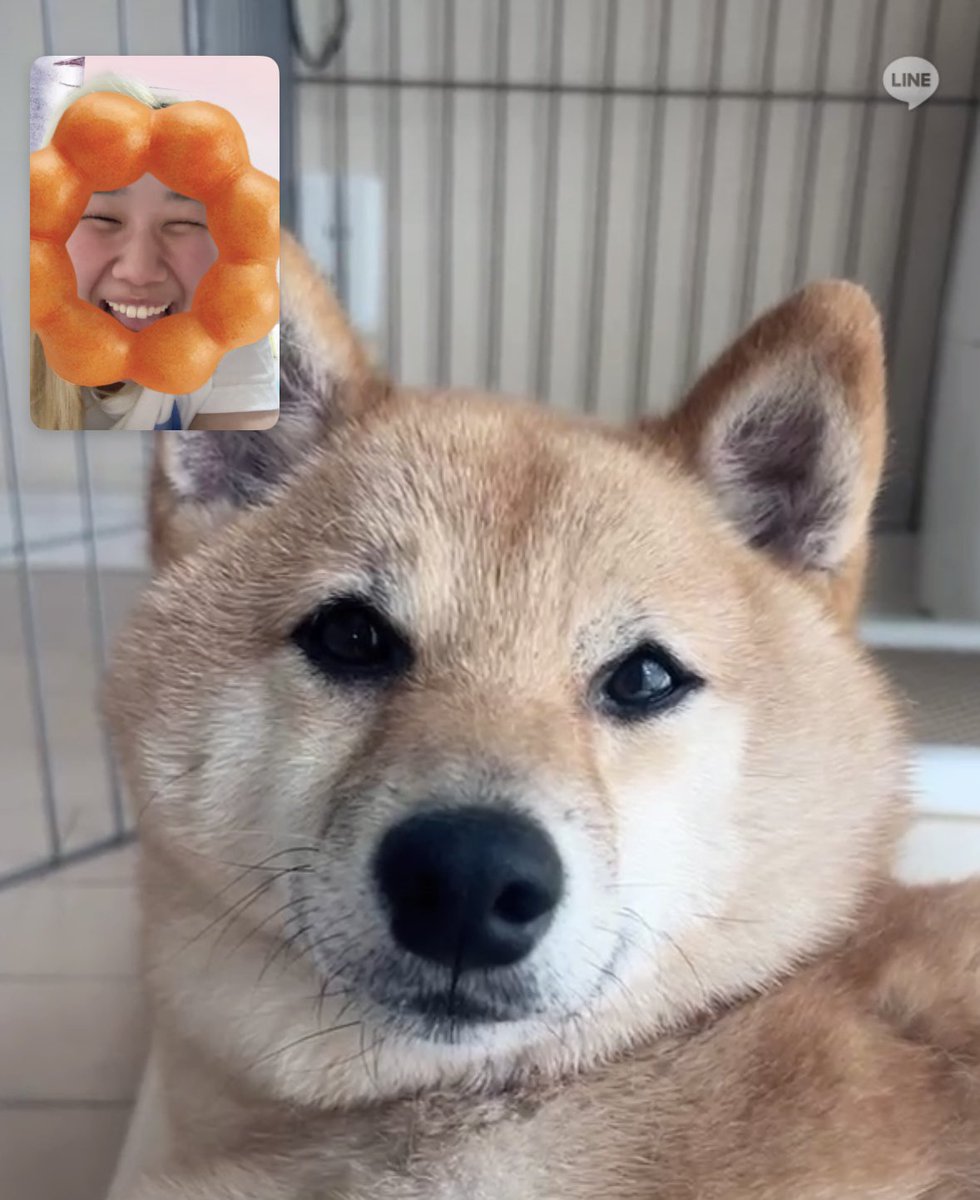 笑顔ぶっトビーちゃん tweet media