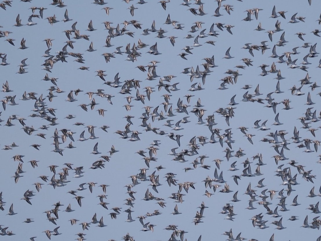 北村ハルコ tweet media