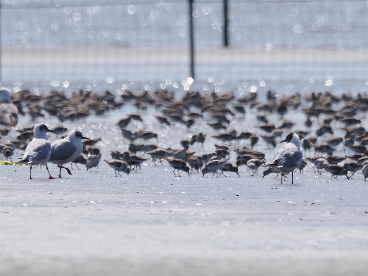 北村ハルコ tweet media