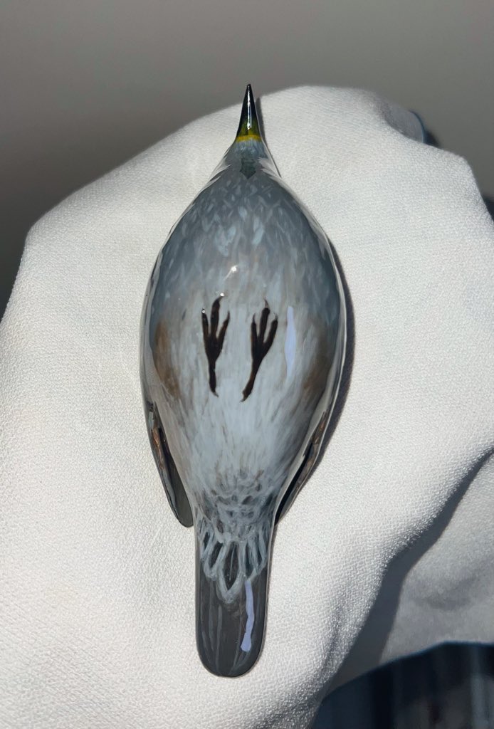 고방오리 オナガガモ 𓅰 tweet media