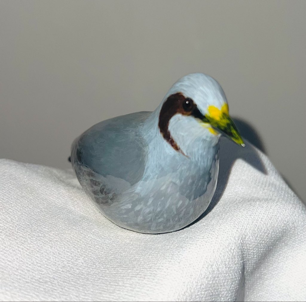 고방오리 オナガガモ 𓅰 tweet media