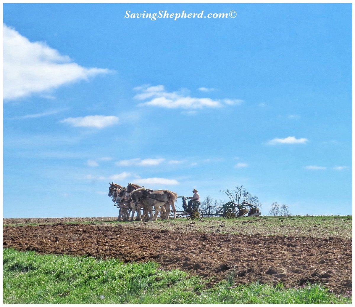 Saving Shepherd tweet media