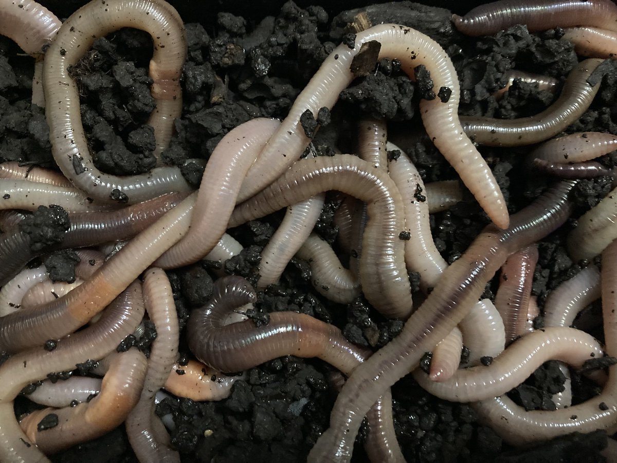 Joanne Walsh tweet media