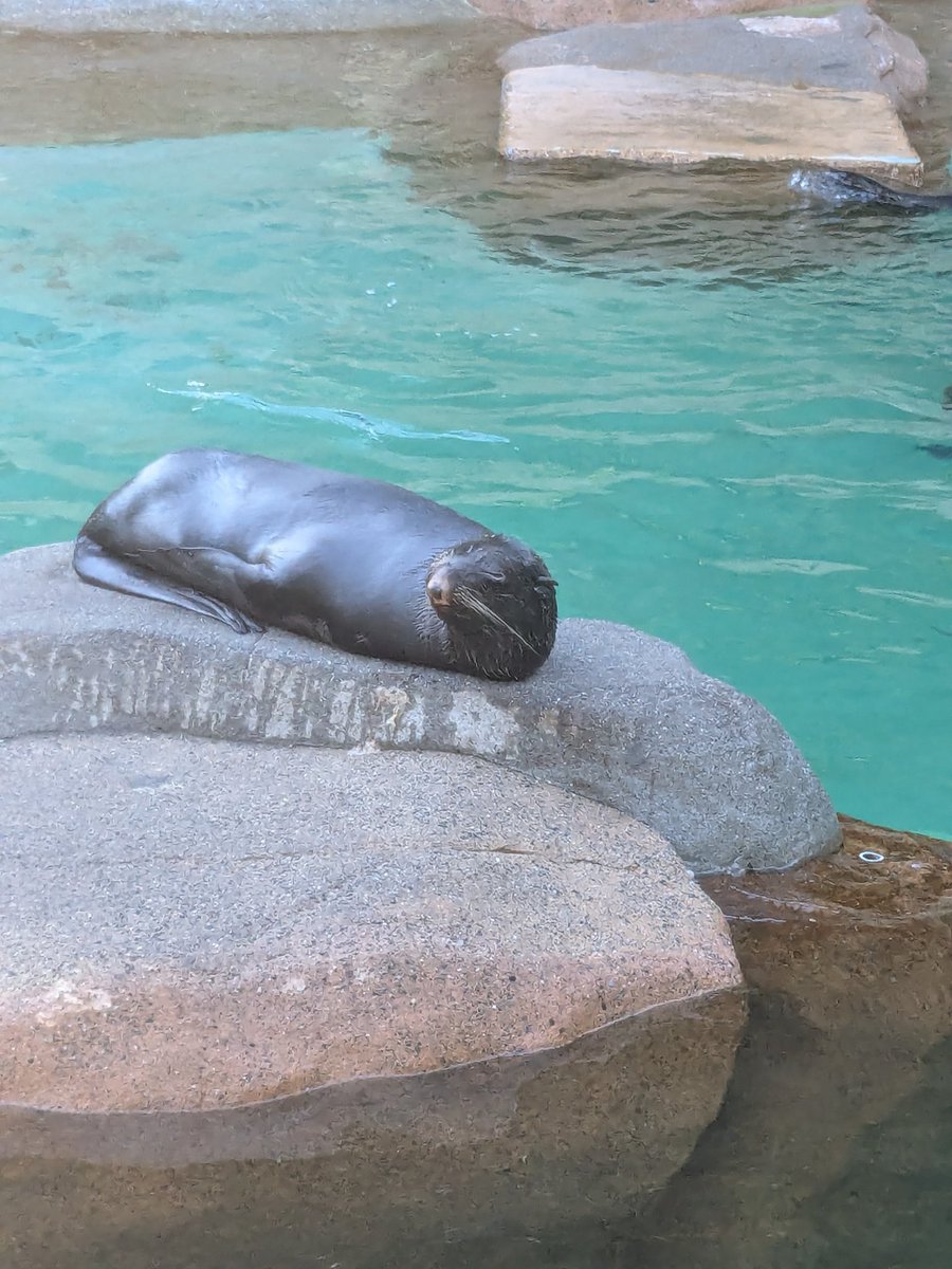 sometimes i still think about this seal i saw at the aquarium