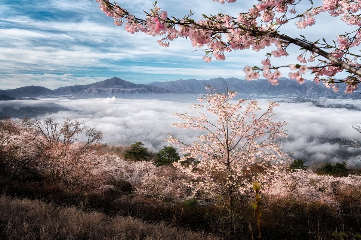 ds_photoart's tweet image. 〜桜雲海〜
桜と秩父雲海のコラボレーション
写真を始めてからずっとタイミングを待っていて、ようやくこの景色を拝むことができました🥹
雲海予報28%の中、自身の経験値を信じて向かって正解でした♪

#tokyocameraclub #写真撮ってる人と繋がりたい　#私とニコンで見た世界