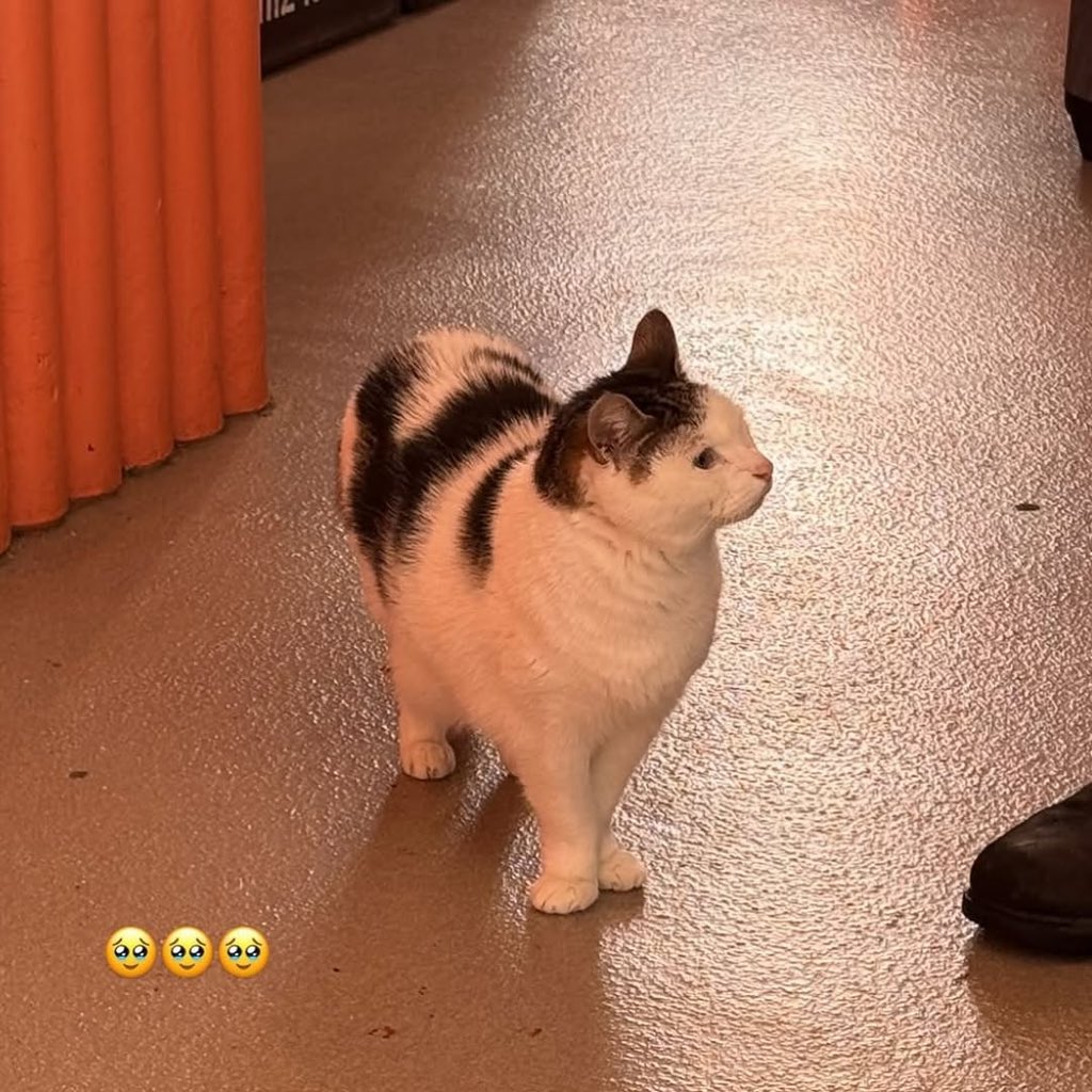 No Cats No Life tweet media