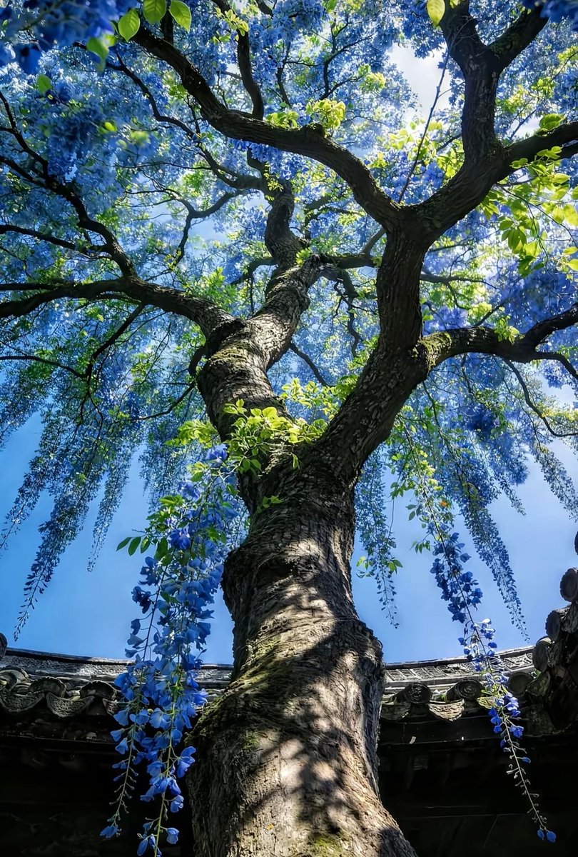 serenity tweet media