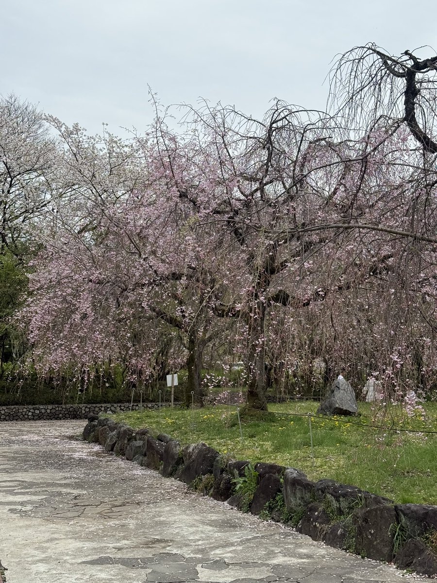4/5(日)庄内緑地公園にて花見例会を開催しました🌸

園内の桜は葉桜になりかけていましたが、14名の参加者が集まり、バーベキューや歓談を楽しみました！