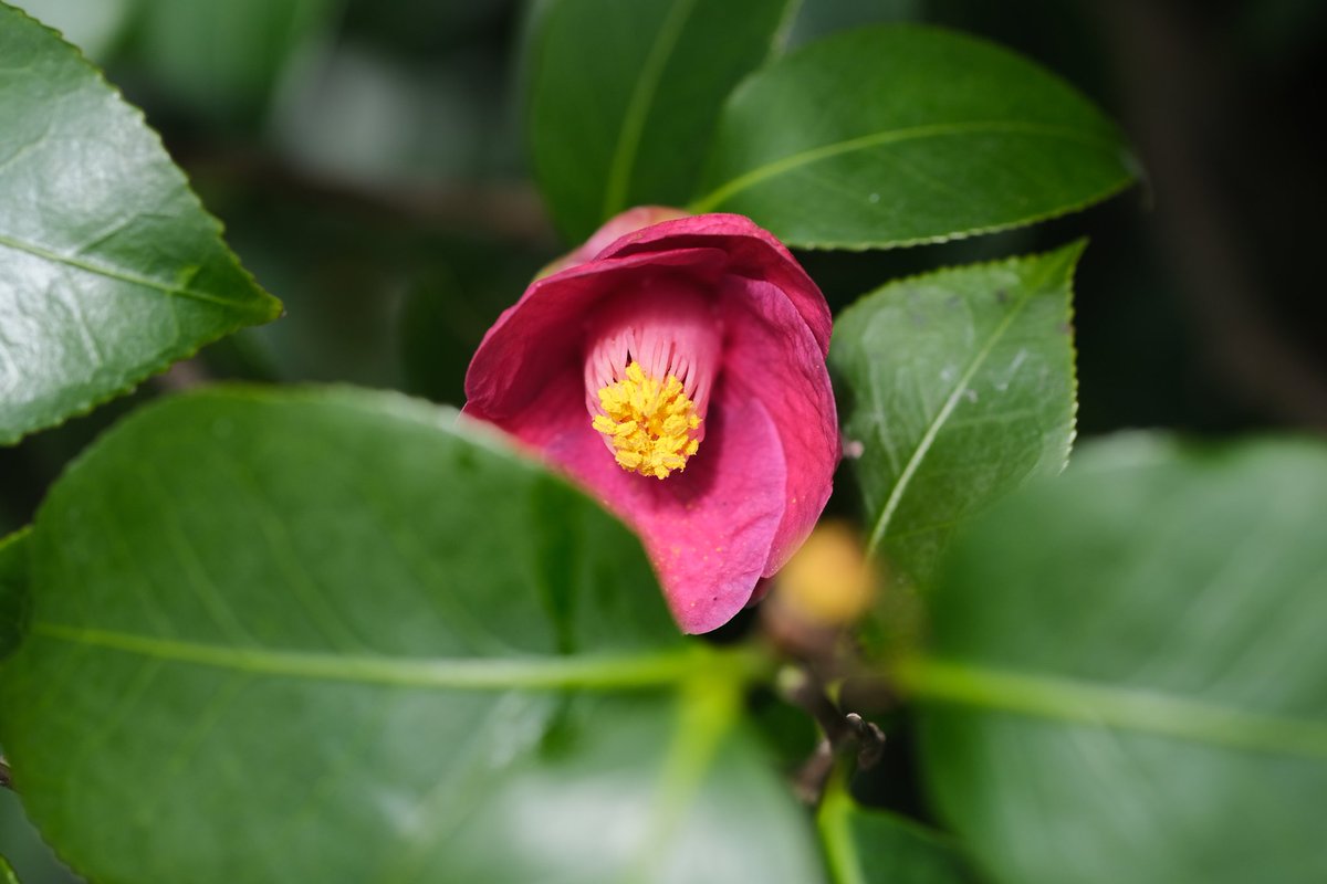 ピクチャーシェル tweet media