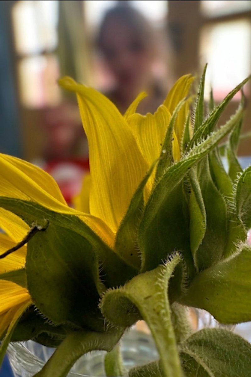 Buenos días 🌻
Que hoy florezca lo mejor de ti en cada paso que des.
Aprovecha el día ✨