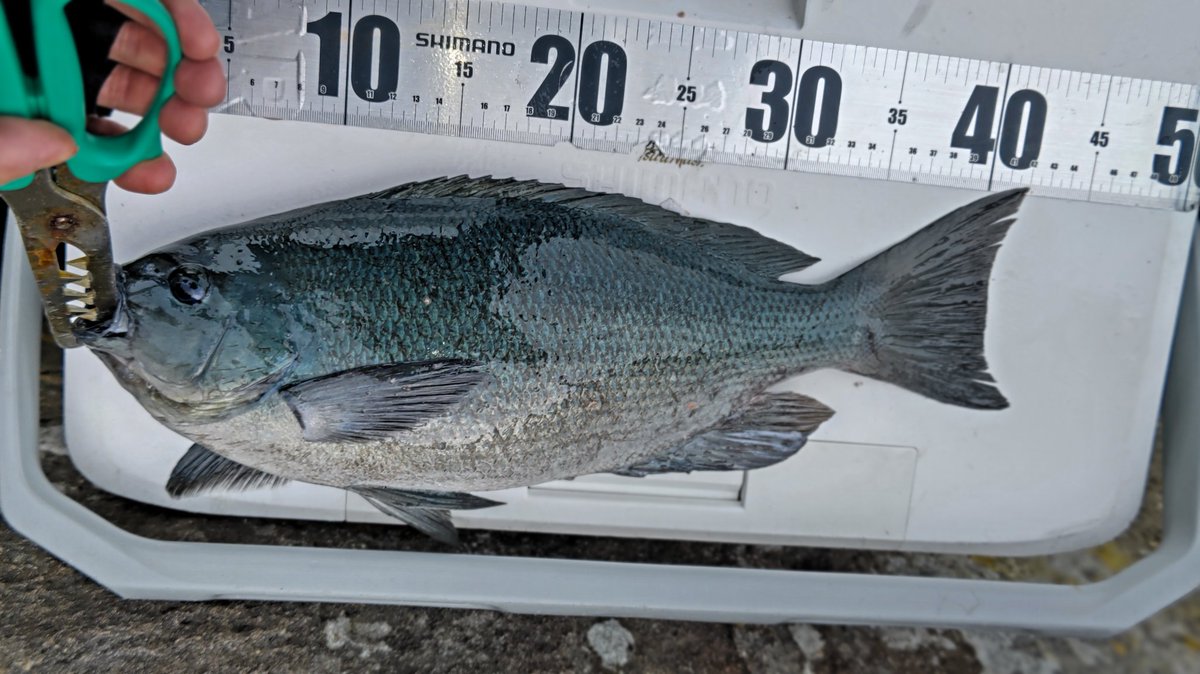 tureture55's tweet photo. 牟岐大島へグレ釣りです。
荒れが続いて中々行けず、やっと行けた。
大きなウネリが有り裏回りだけしか使えず桃の地に上がる。
キツ以外のエサ取りは足元に少し居るくらいでエサは結構残る。キツは元気すぎ―💦
42頭に５尾、数は出なかったが良く肥えた奴ばかりだった。白子出してるのもいた。 https://t.co/HQKd7O1LhC