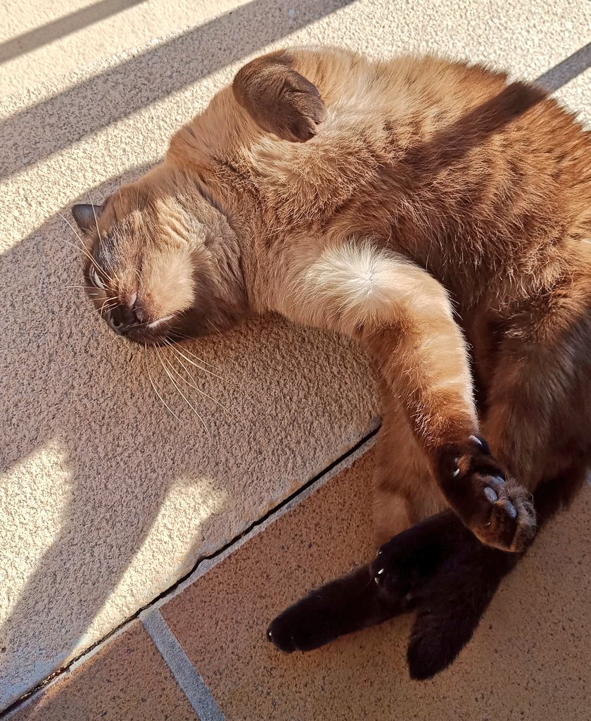 Golondrina tweet media