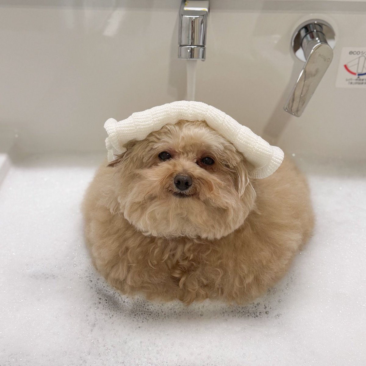 ごつもりプードル tweet media