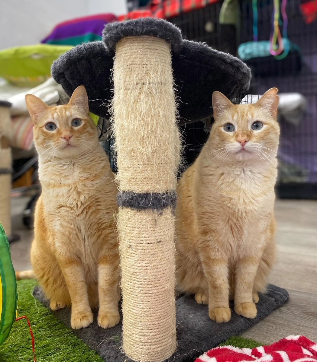 Asociación Animalista Lagunak Barakaldo tweet media