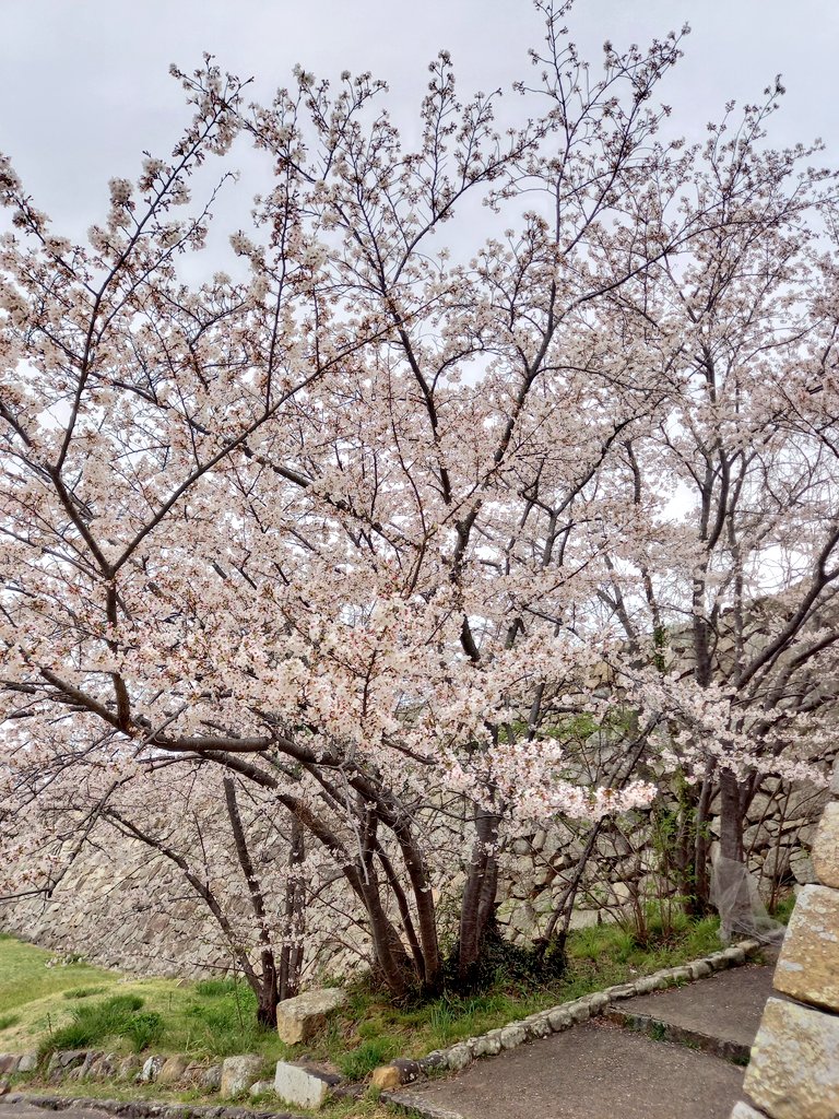 仕事終わりにお花見～🌸