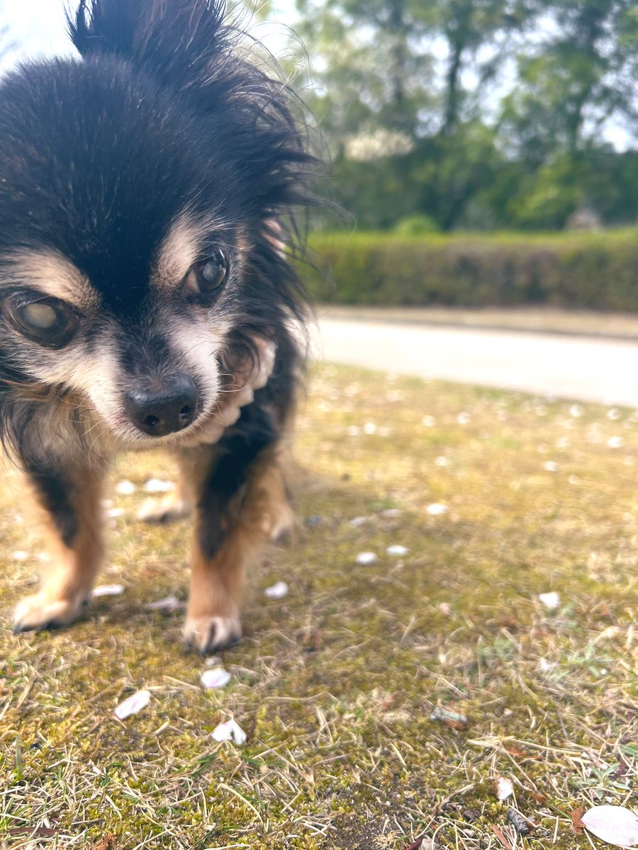 monmon🐶 tweet media