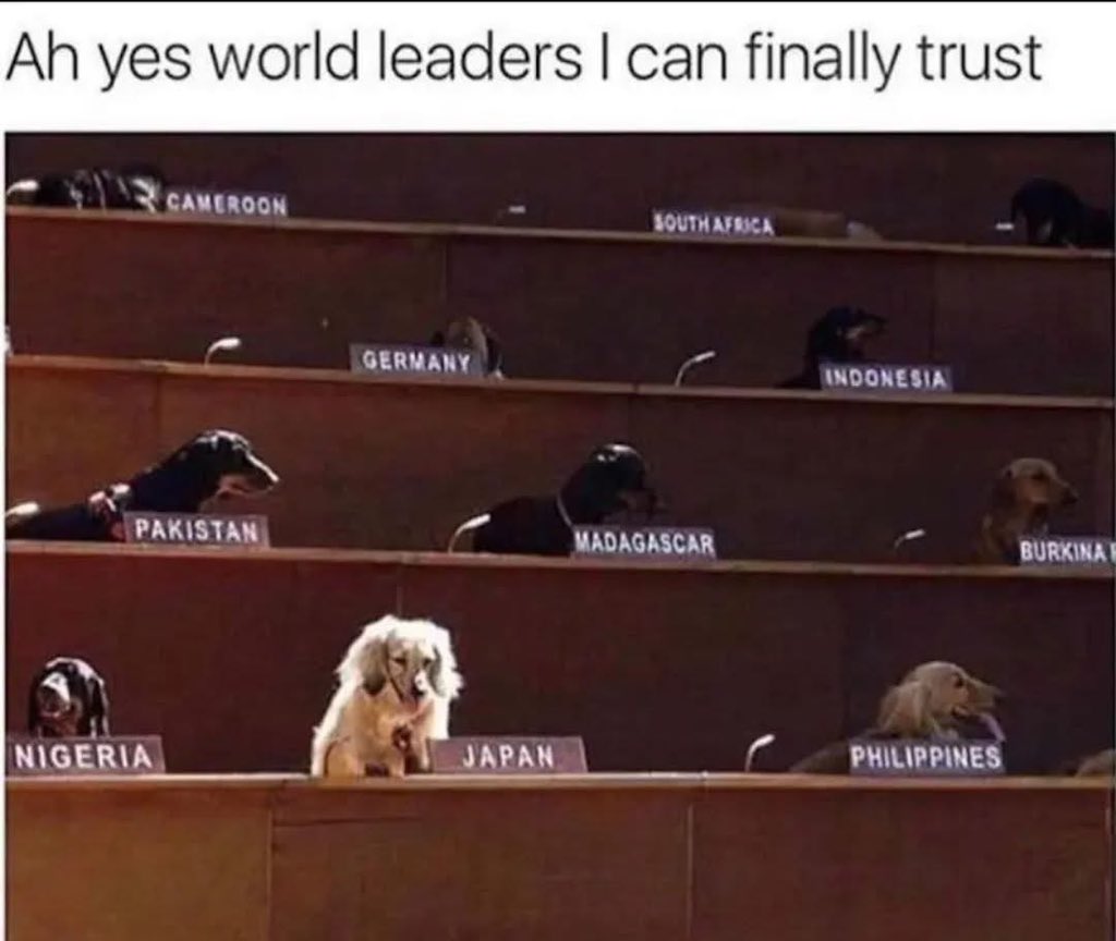 Puppies 🐶 tweet media