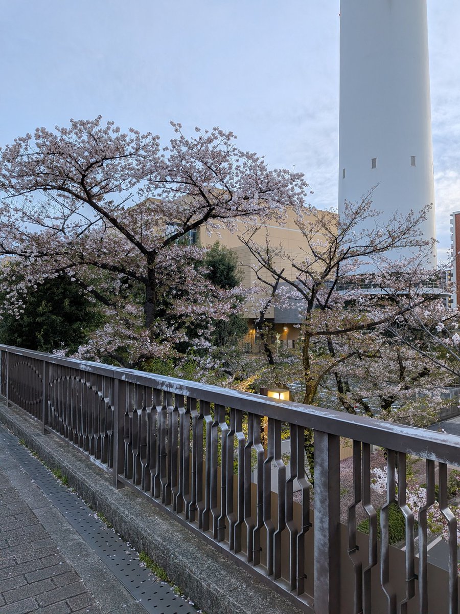 10yen_punch's tweet image. 帰宅ラン10.32km🏃
木曜から4日間そこそこ走り込んだんで今日は疲労抜きを意識😄
光が丘公園の桜もまだ生き残っとる🌸
#ジョギング #ランニング 
#jogging #running #mifitness