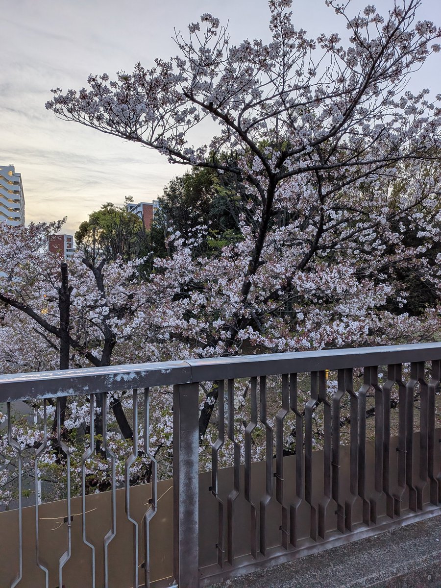 10yen_punch's tweet image. 帰宅ラン10.32km🏃
木曜から4日間そこそこ走り込んだんで今日は疲労抜きを意識😄
光が丘公園の桜もまだ生き残っとる🌸
#ジョギング #ランニング 
#jogging #running #mifitness