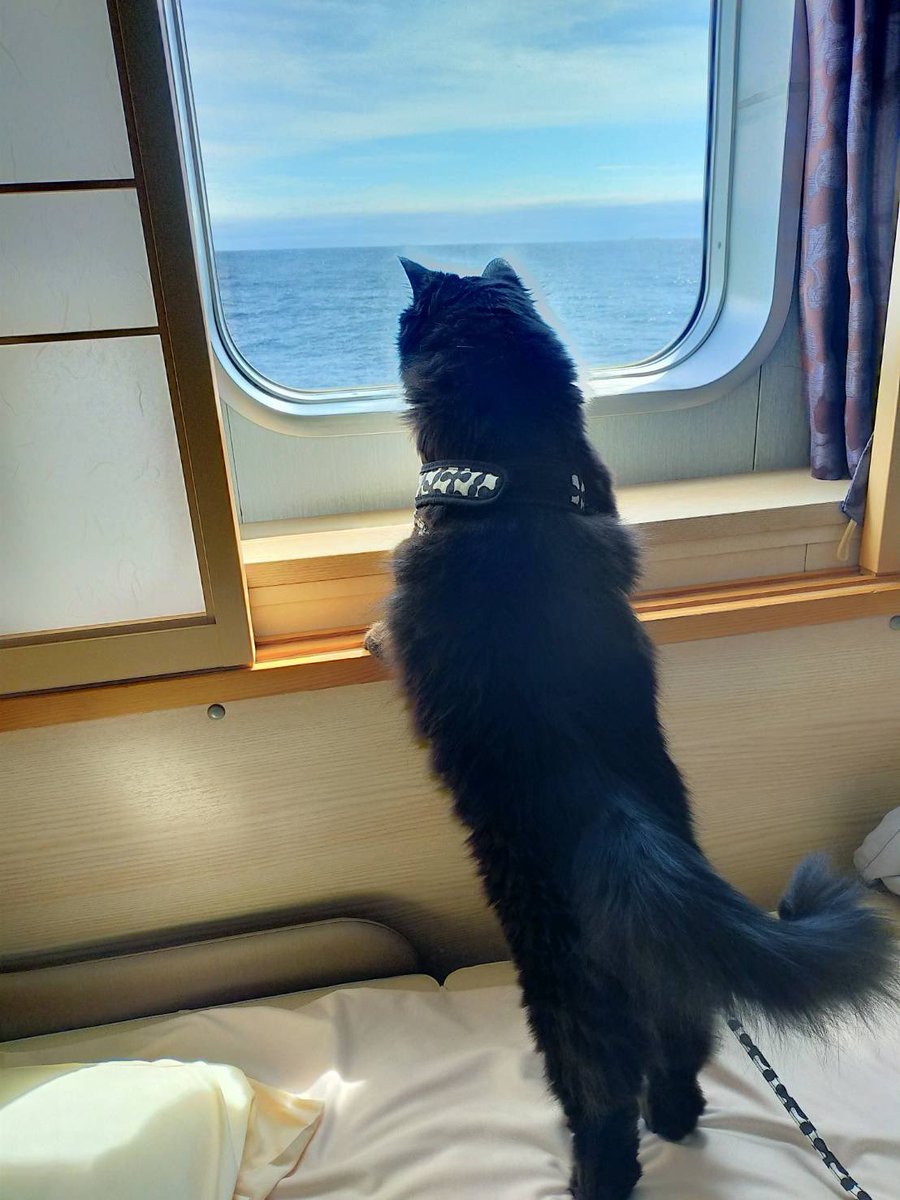 忍者ともまる tweet media