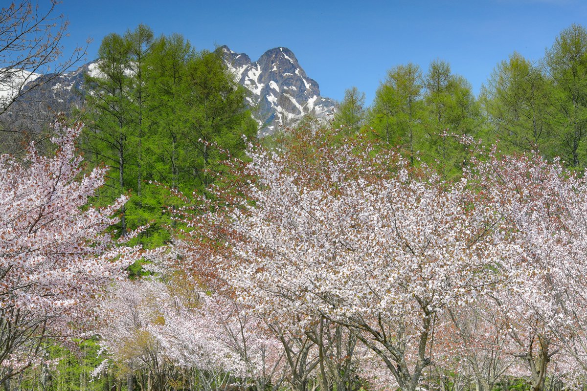 林祐介 自然写真家 / Youtube33000人 tweet media