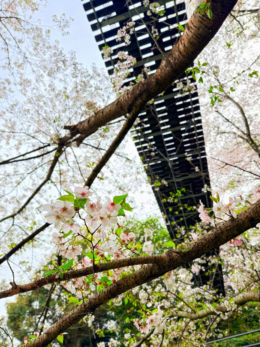 CBR600RR☆ハル tweet media