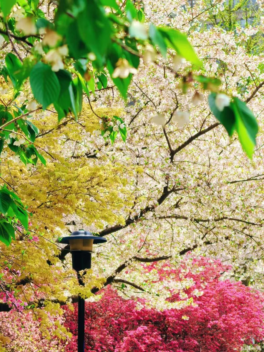 草莓冰淇林（互fo互👍） tweet media