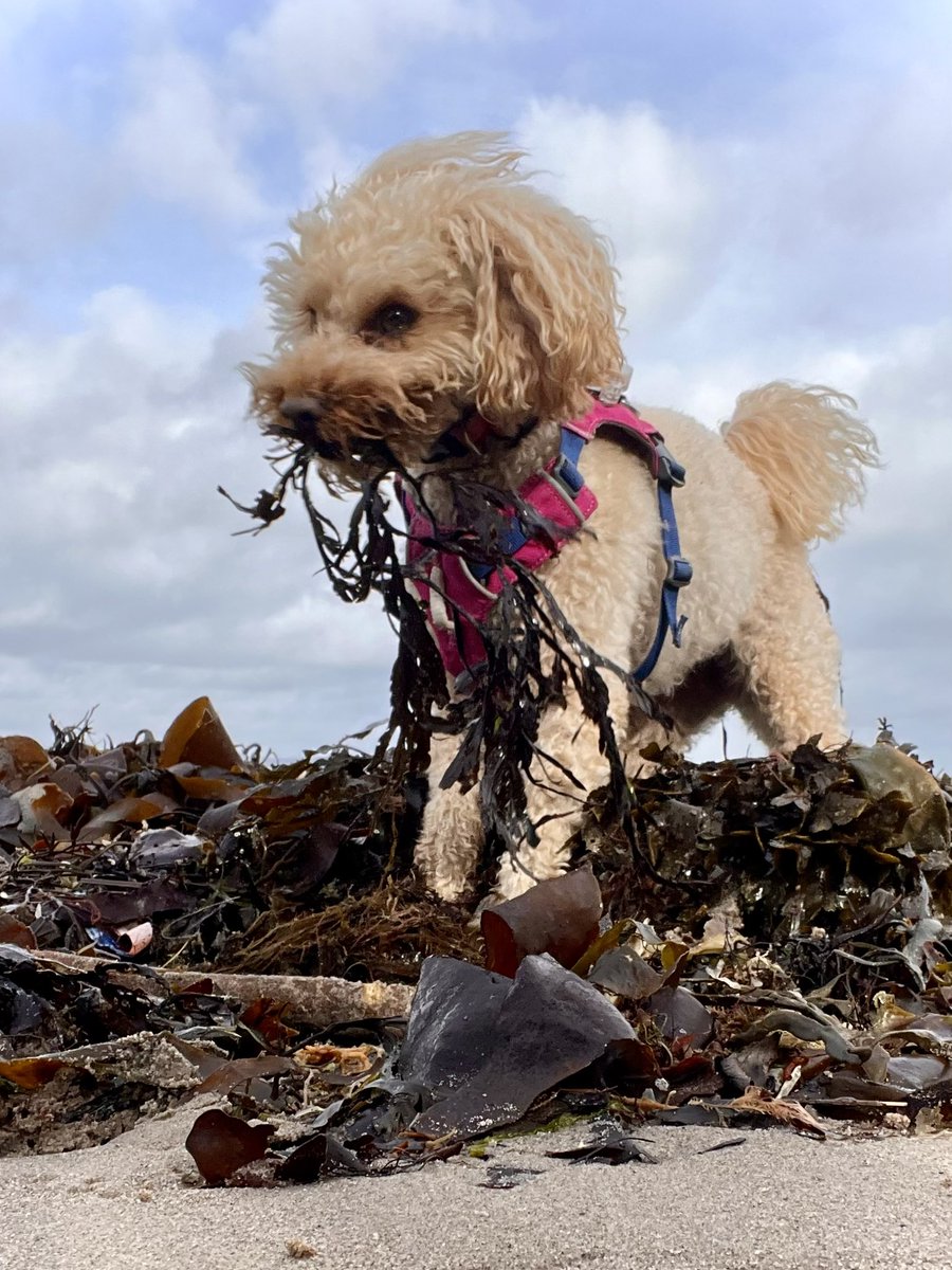 Bailey Cameron (Me is a girl) tweet media