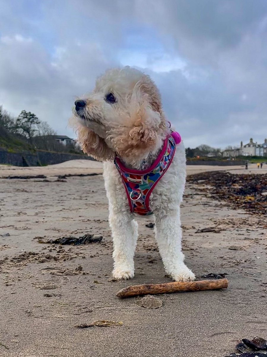 Bailey Cameron (Me is a girl) tweet media