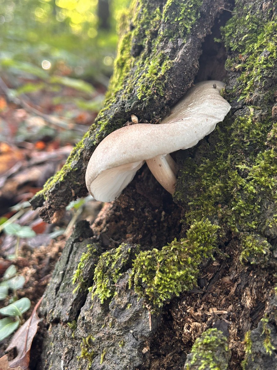 Maiv Lig Lauj tweet media