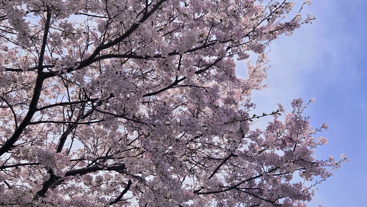 EXITP「パリに咲くエトワールを観よう」 tweet media