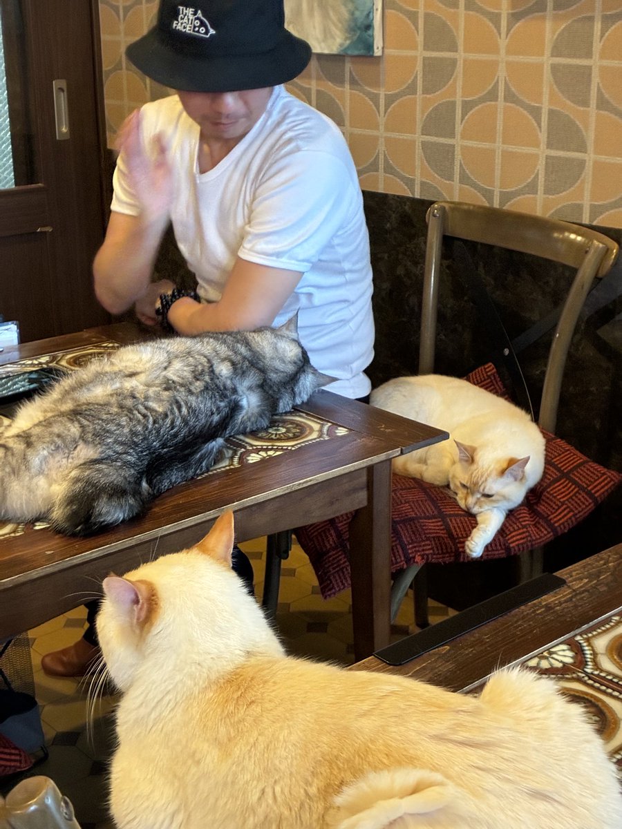 猫喫茶　ネコブ tweet media