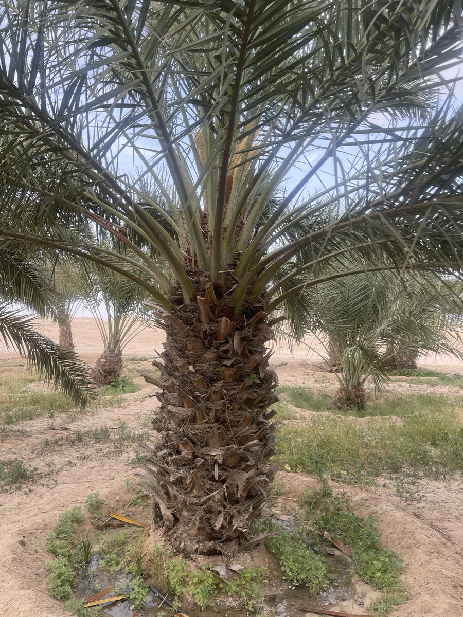 D3bdan's tweet photo. @mer0055 السلام عليكم مهندسنا الكريم لو تكرمت واخبرتني عن هالنخلتين ما صنفهما https://t.co/tpSK0KMszX