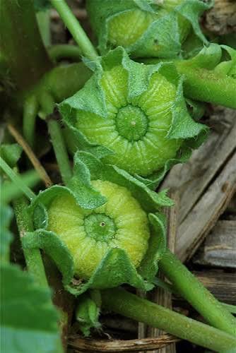 Anastasiia Alekseienko 🇺🇦 tweet media