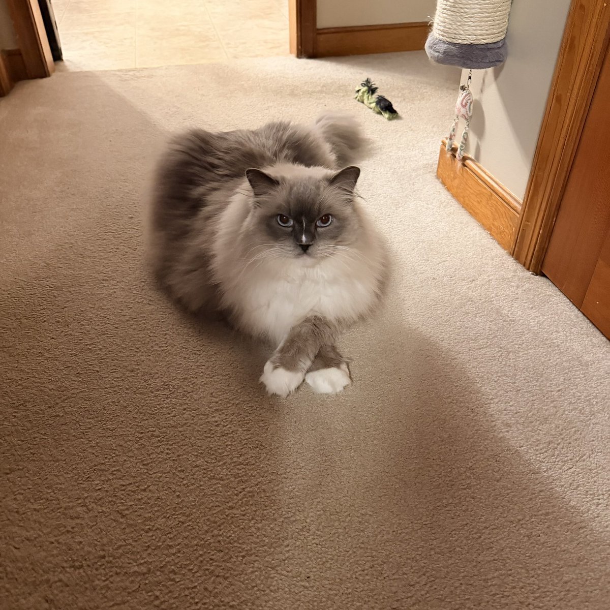 O.V. 🍎🔮🎼🎪👑🐍🥄🐾🫐 tweet media