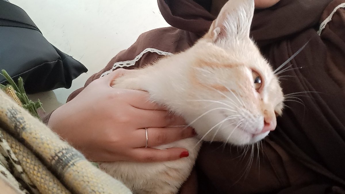 '' آلاء 𓂆 tweet media