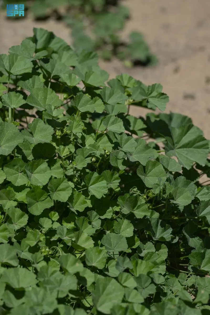 خضر العنزي tweet media