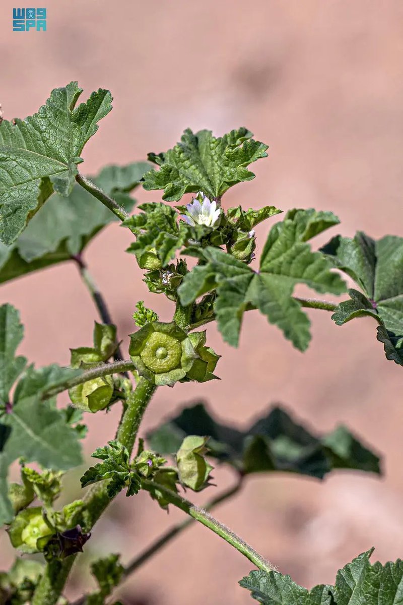 خضر العنزي tweet media