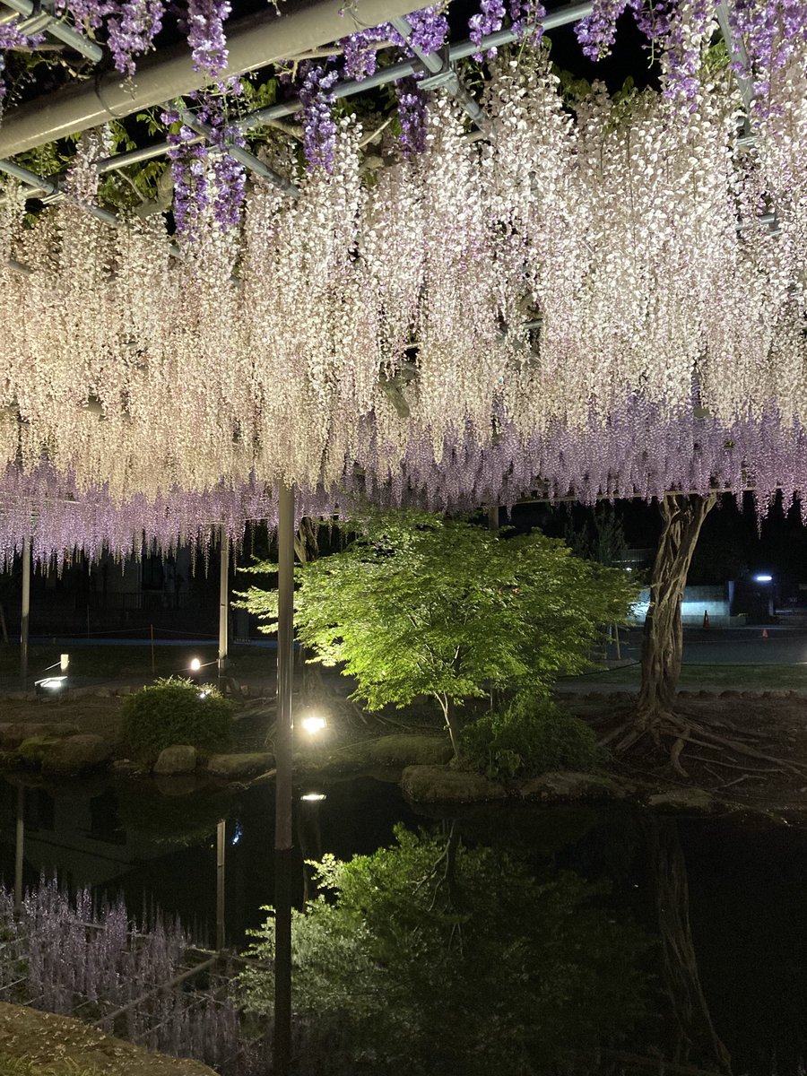 ヒポー tweet media