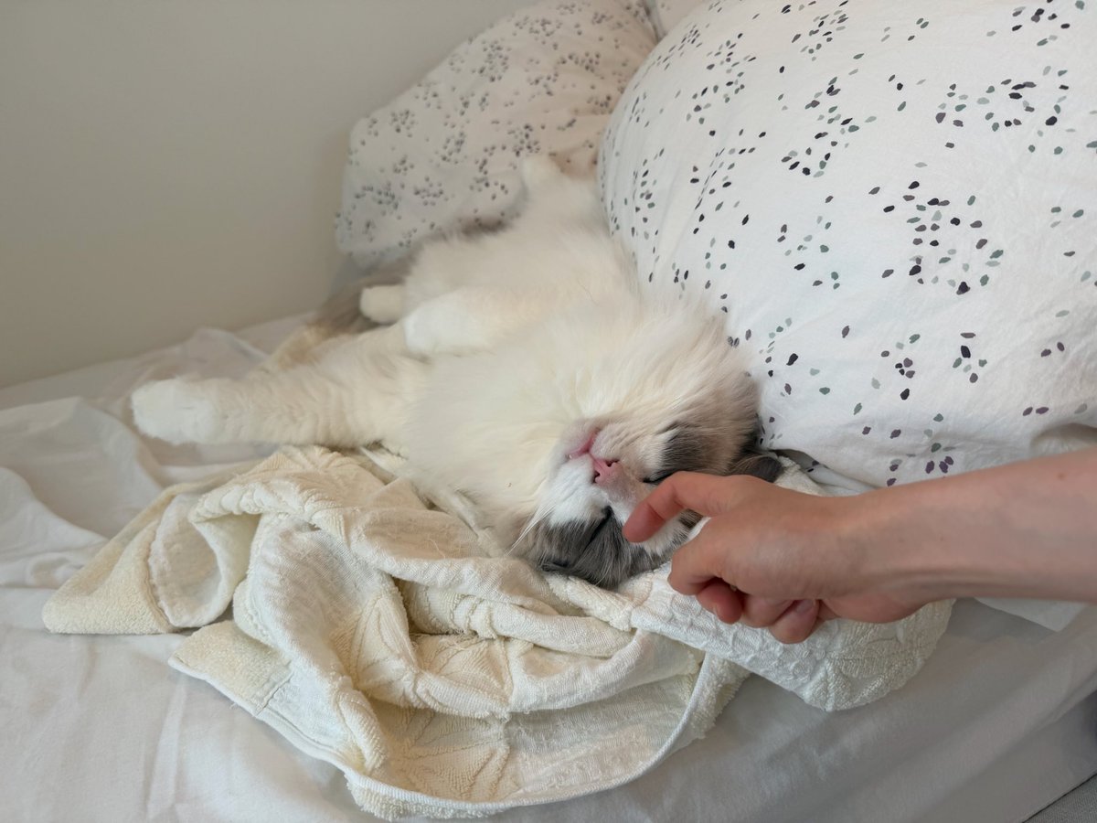 みゅげ tweet media